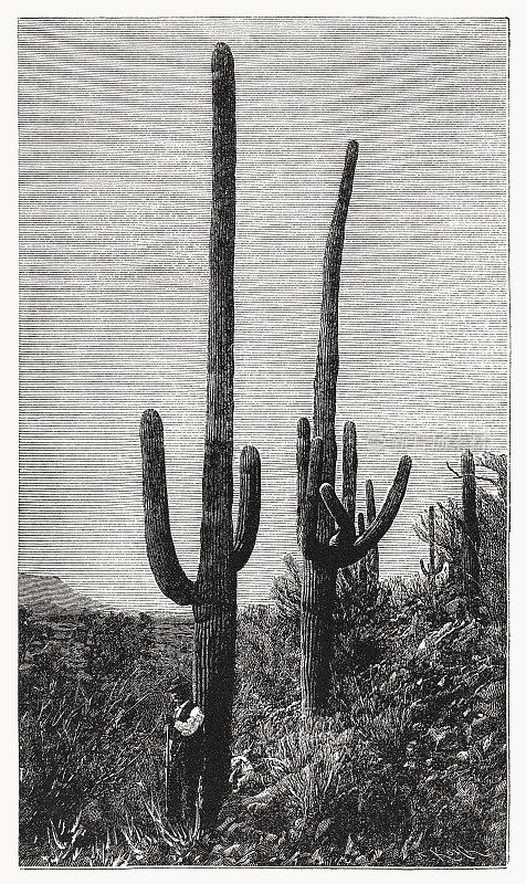 萨瓜罗(Carnegiea gigantea)，木版画，1899年出版